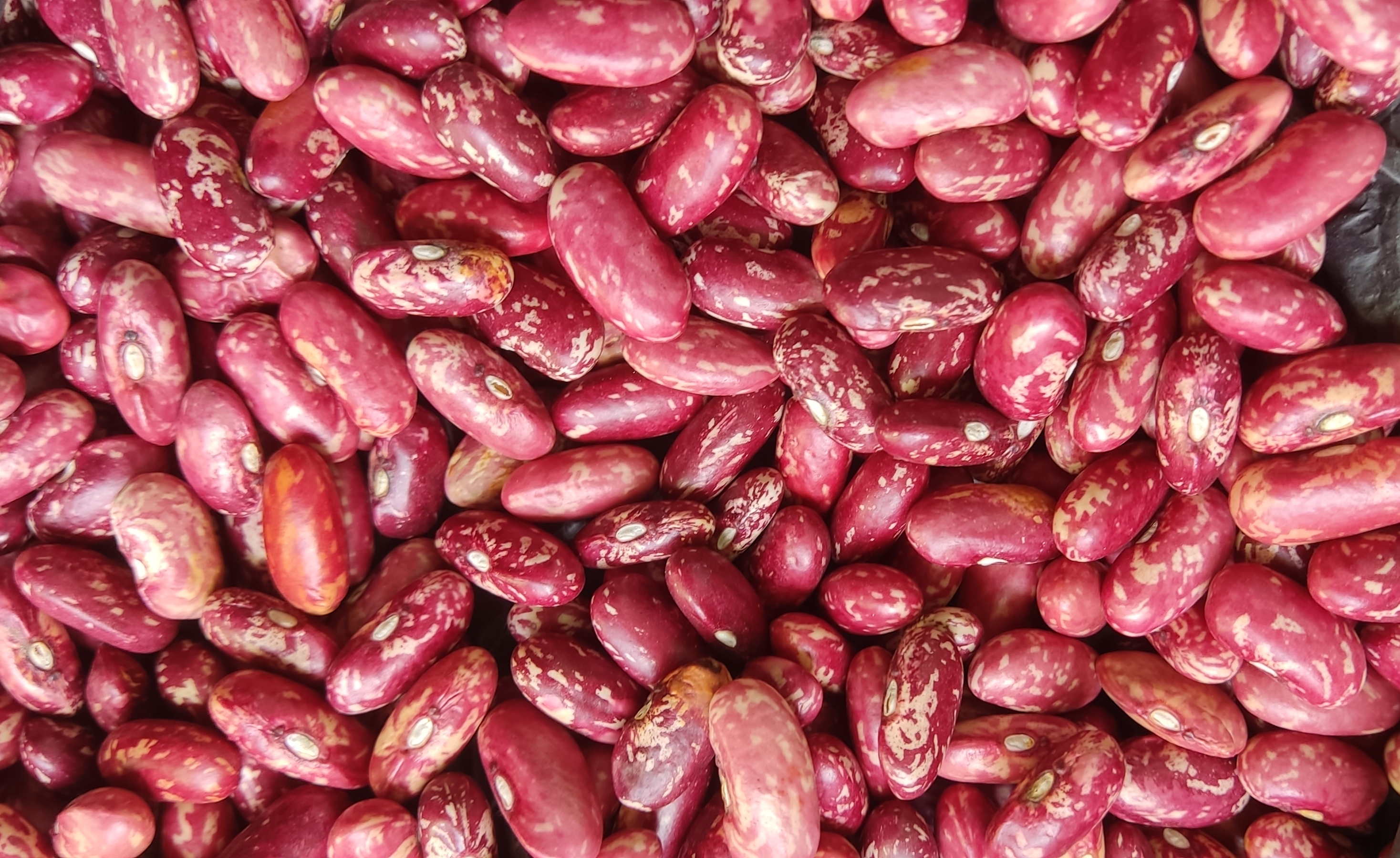 घ्यू सिमि ( रातोमा सेतो बुट्टावाला सिमि  ) राज्मा