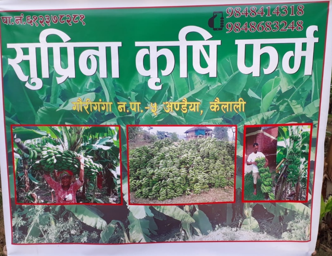 केरा खेति